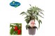 Capsicum annuum paprika pick&joy snack pepper red 