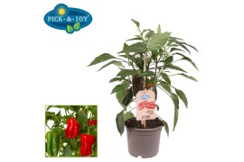 Capsicum annuum paprika pick&joy snack pepper red