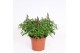 Antirrhinum majus Rood 