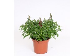 Antirrhinum majus Rood