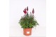 Antirrhinum majus Rood 