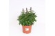 Antirrhinum majus Rood 