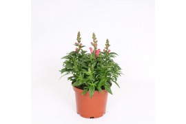 Antirrhinum majus Roze