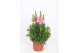 Antirrhinum majus Roze 