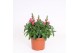 Antirrhinum majus Roze 