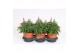 Antirrhinum majus Roze 