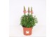 Antirrhinum majus Roze 