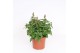 Antirrhinum majus Oranje 