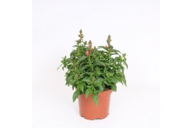 Antirrhinum majus Oranje