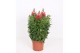 Antirrhinum majus Oranje 