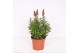 Antirrhinum majus Oranje 