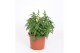 Antirrhinum majus Geel 