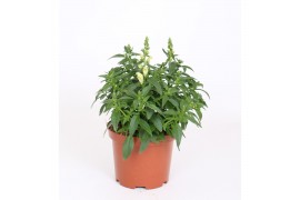 Antirrhinum majus Geel