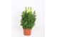 Antirrhinum majus Geel 