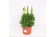 Antirrhinum majus Geel 