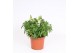Antirrhinum majus Wit 