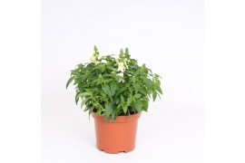 Antirrhinum majus Wit