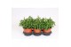 Antirrhinum majus Wit 