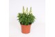Antirrhinum majus Wit 