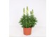 Antirrhinum majus Wit 