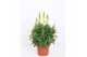 Antirrhinum majus Wit 
