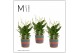 Spathiphyllum bellini 8+ bloem - Tooske mand, Fun world 