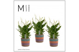 Spathiphyllum bellini 8+ bloem - Tooske mand, Fun world