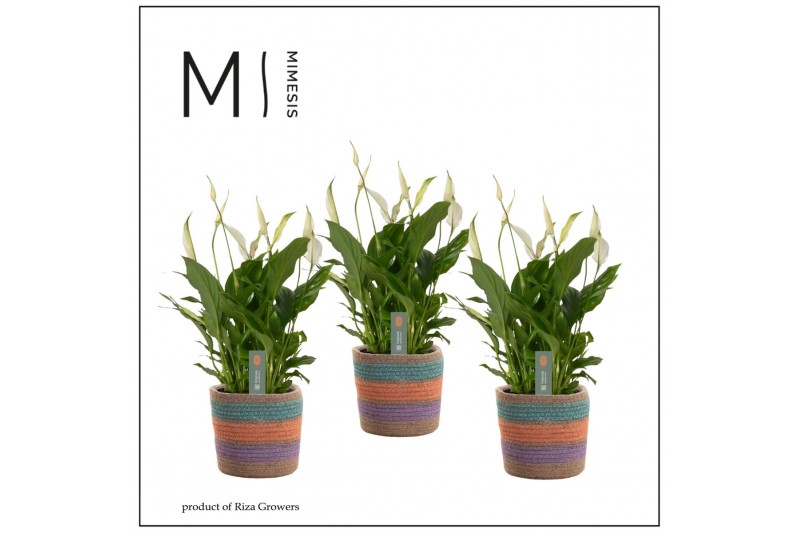 Spathiphyllum bellini 8+ bloem - Tooske mand, Fun world Spathiphyllum bellini 8+ bloem - Tooske mand, Fun world