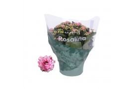 Kalanchoe rosalina roze don alano,roze wit