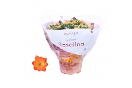 Kalanchoe rosalina oranje royale