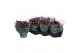 Kalanchoe blossfeldiana rosalina don victorio paars 