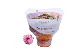 Kalanchoe rosalina don darcio roze royal