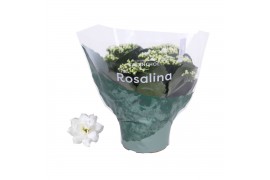 Kalanchoe rosalina don dione wit