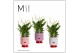 Spathiphyllum bellini 8+ bloem - Dua Lipa keramiek, Fun world 