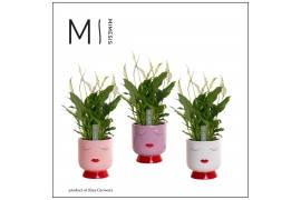 Spathiphyllum bellini 8+ bloem - Dua Lipa keramiek, Fun world