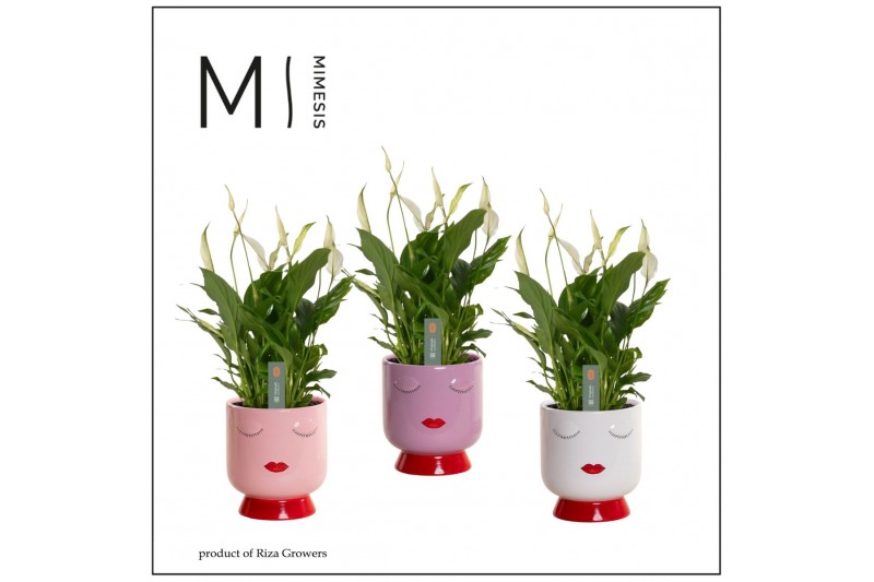 Spathiphyllum bellini 8+ bloem - Dua Lipa keramiek, Fun world Spathiphyllum bellini 8+ bloem - Dua Lipa keramiek, Fun world
