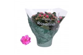 Kalanchoe rosalina roze
