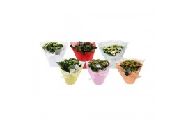 Kalanchoe rosalina mix 5 kleuren 3 pp, diverse kleuren