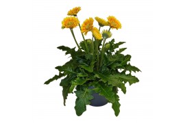 Gerbera garvinea mix Gerbera Garvinea Sweet Blaze pot 23cm 5 bl.