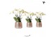 Phalaenopsis wit Kolibri Orchids Ghent 4 tak in Groove pot silver 
