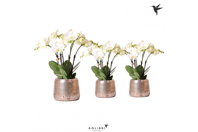 Phalaenopsis wit Kolibri Orchids Ghent 4 tak in Groove pot silver Phalaenopsis wit Kolibri Orchids Ghent 4 tak in Groove pot silver