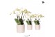 Phalaenopsis wit Kolibri Orchids Phalaenopsis Ghent in Diamond Pearl t 
