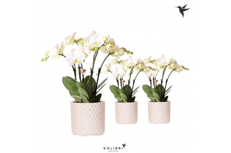 Phalaenopsis wit Kolibri Orchids Phalaenopsis Ghent in Diamond Pearl t Phalaenopsis wit Kolibri Orchids Phalaenopsis Ghent in Diamond Pearl t