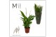 Spathiphyllum chopin Mimesis Spathiphyllum Chopin - 9 cm 3 bl. 