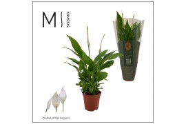 Spathiphyllum chopin Mimesis Spathiphyllum Chopin - 9 cm 3 bl.