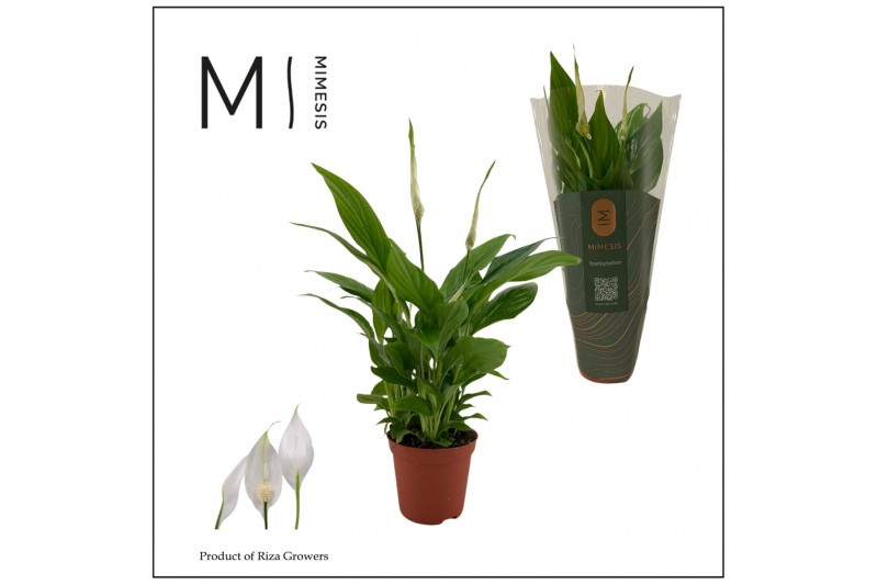 Spathiphyllum chopin Mimesis Spathiphyllum Chopin - 9 cm 3 bl. Spathiphyllum chopin Mimesis Spathiphyllum Chopin - 9 cm 3 bl.