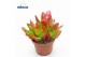 Crassula Capitella Campfire 