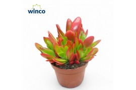 Crassula Capitella Campfire