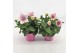 Platycodon grandiflorus astra pink 