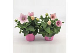 Platycodon grandiflorus astra pink